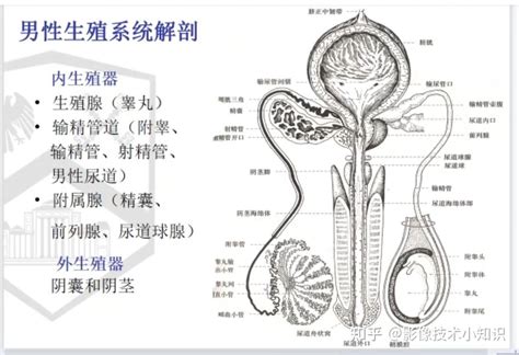 男性生殖器|男性生殖器の構造 